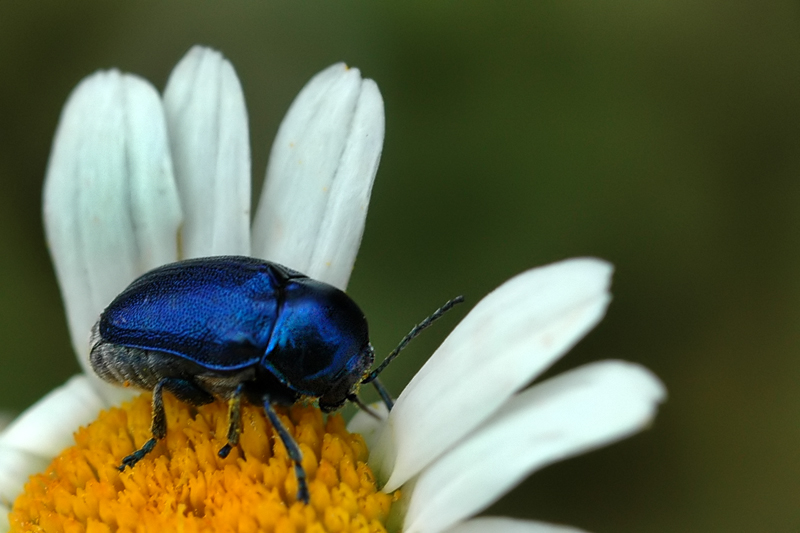 Necrobia rufipes