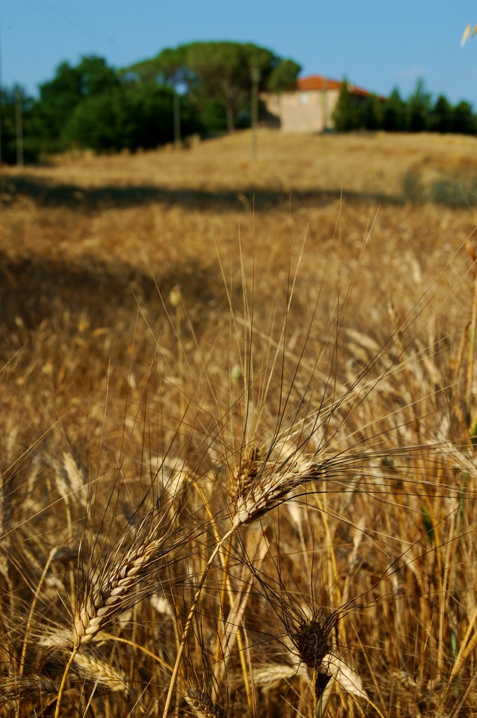 Grano