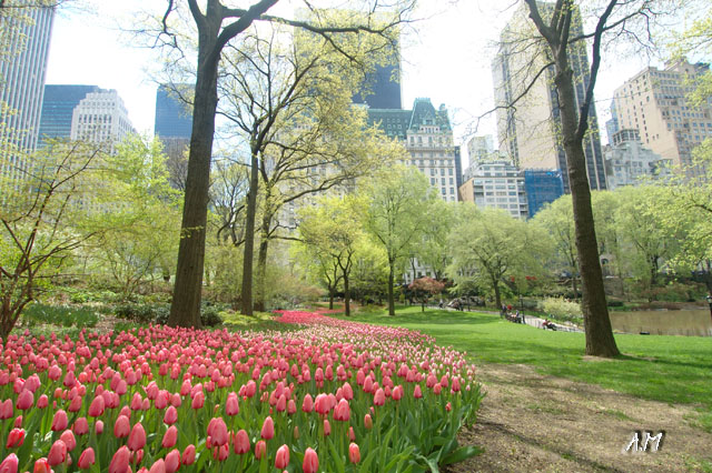 New York - Spring in Central Park