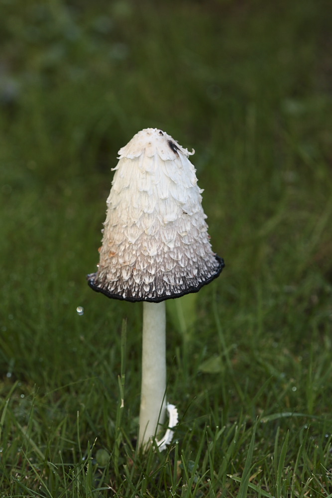 Ammanita Falloide