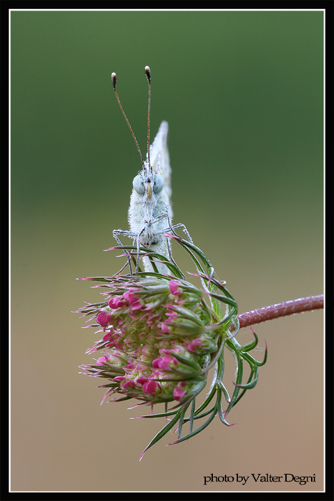 Farfalla