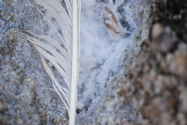 plume&salt