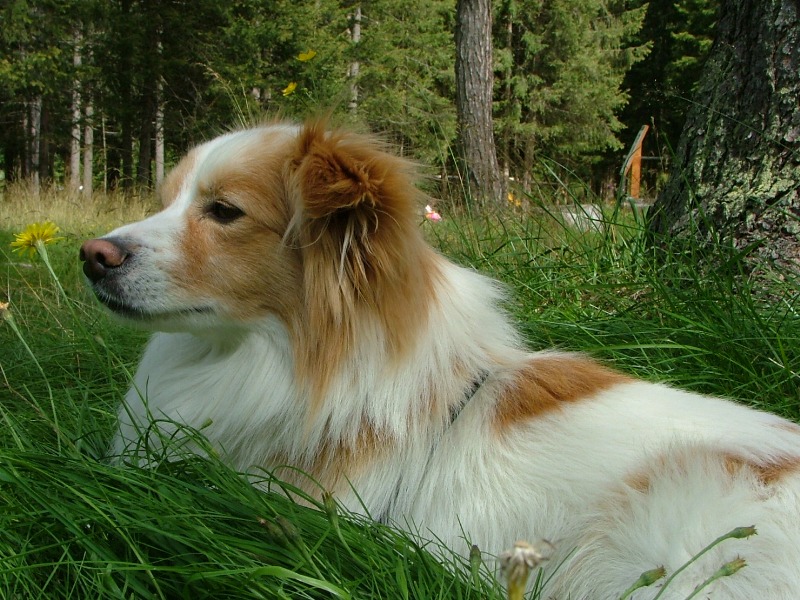 il mio fido amico