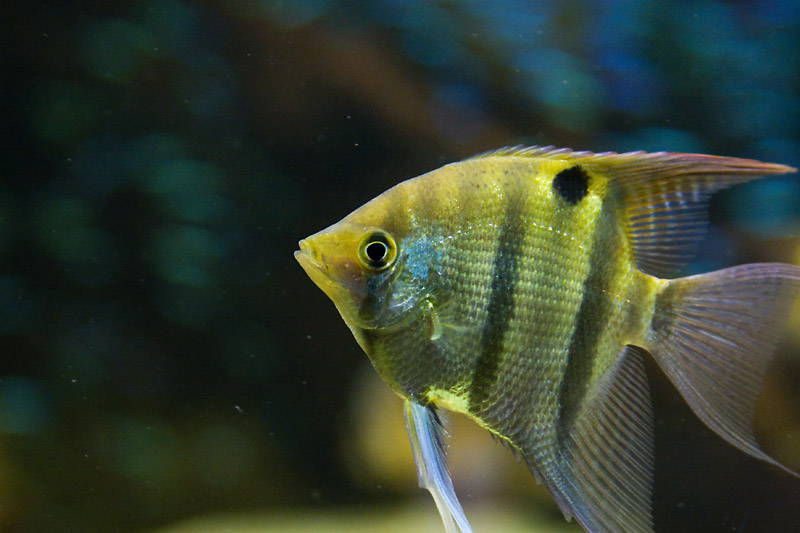 acquario3