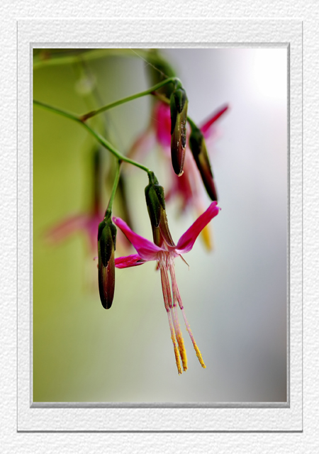 Fiori in montagna