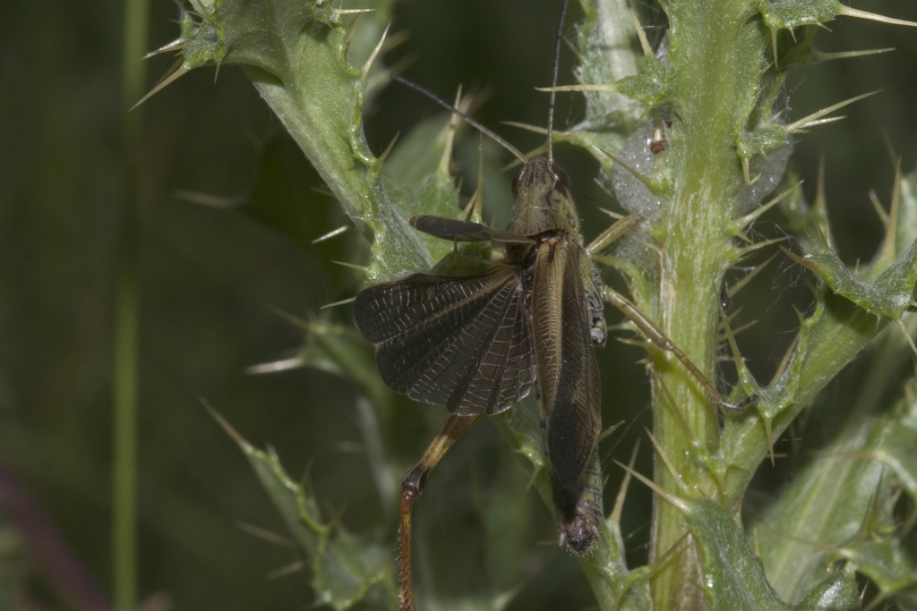 Cavalletta ferita