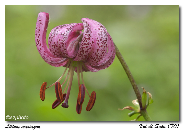 Lilium martagon