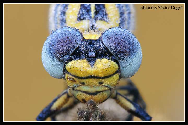 Occhi di libellula
