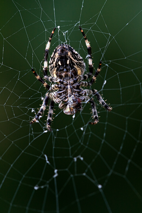 Aracnide