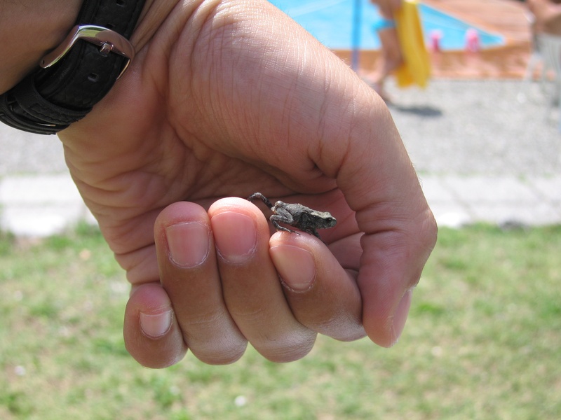 MiniRana