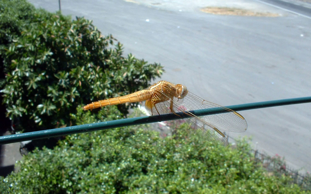 Libellula "appesa"