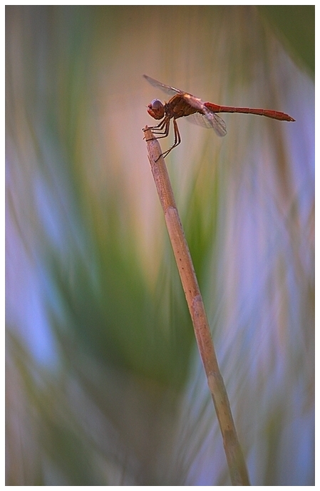 Libellula