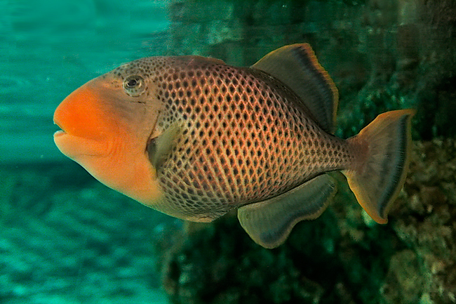 l'acquario 3