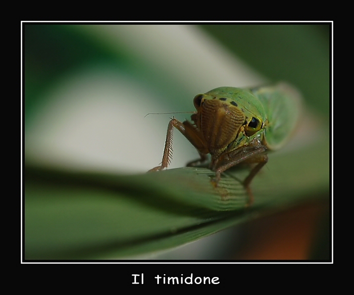 Il timidone