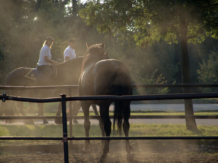 cavallo