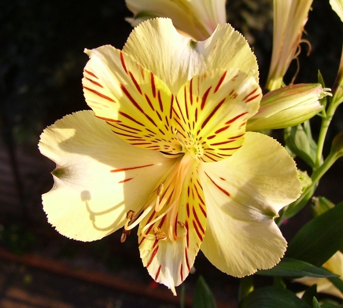 astromelia