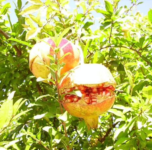 melograno