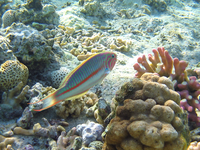 Pesciolotto da reef