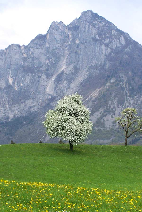 albero