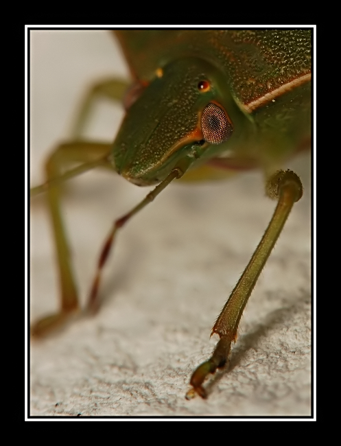 Cimice