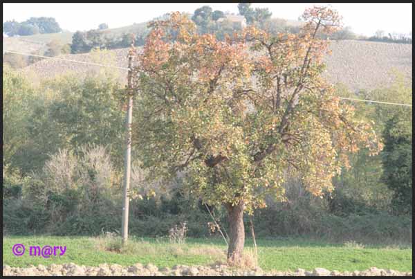 panorama albero