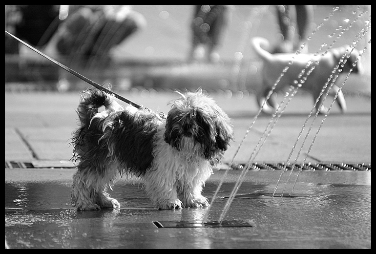 ma da che parte si mette il guinzaglio?