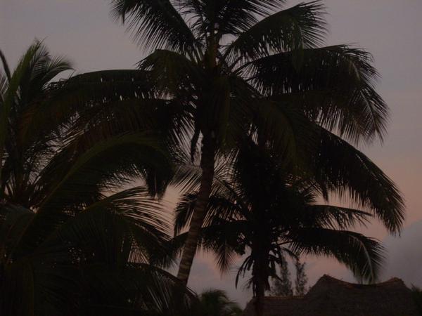 Palme_Zanzibar 2oo8