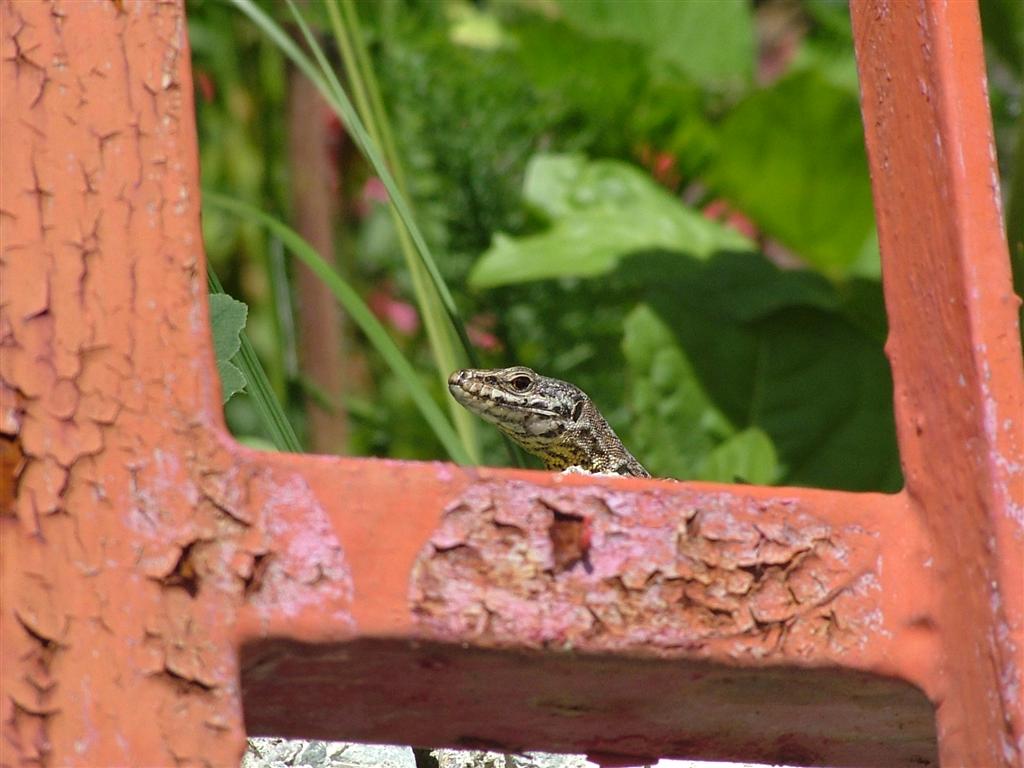 Una lucertola curiosa