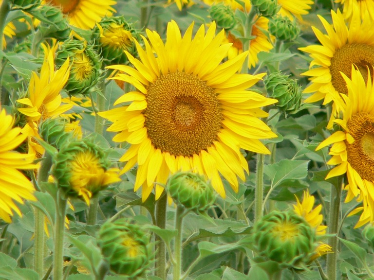 Girasole 1