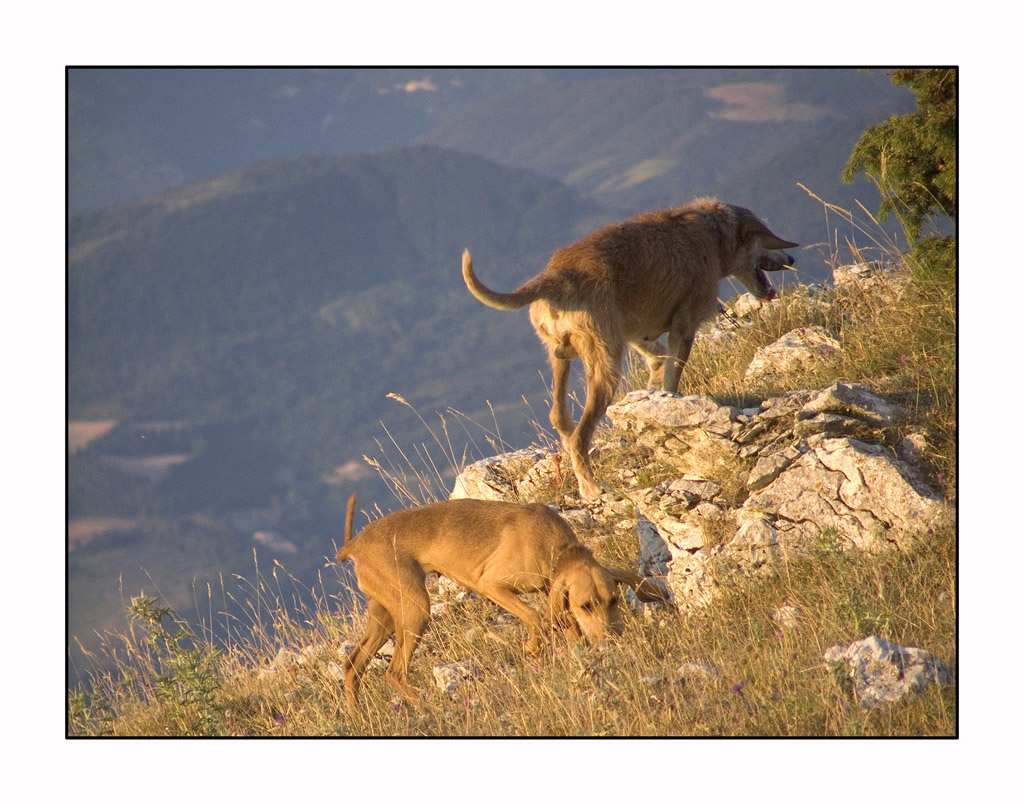 addestramento cani due