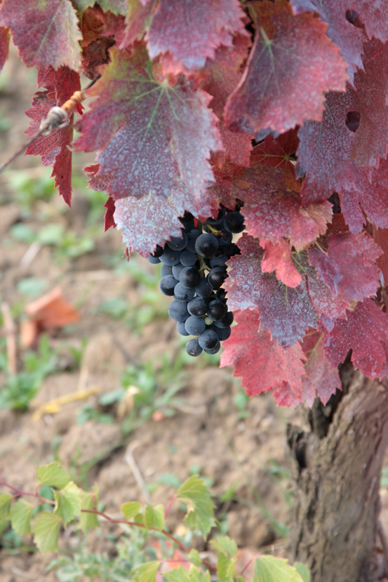 aglianico