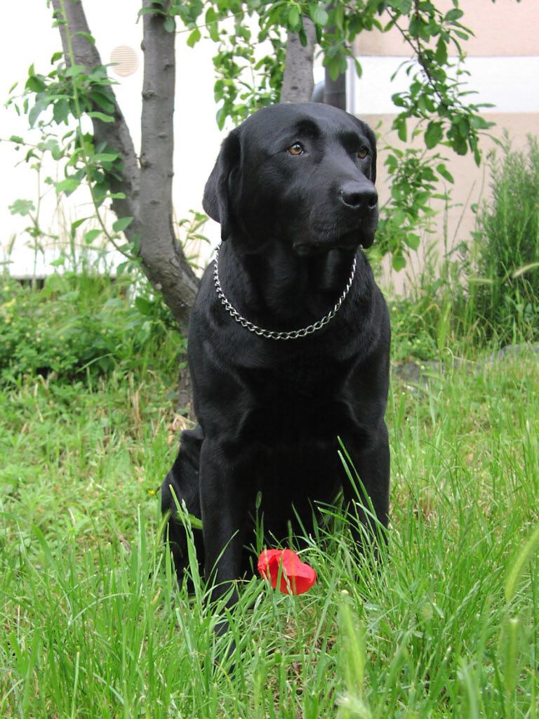 Mio cane