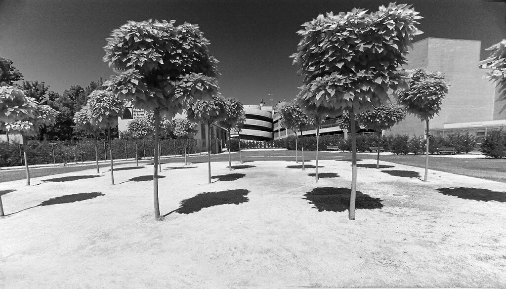 Alberi