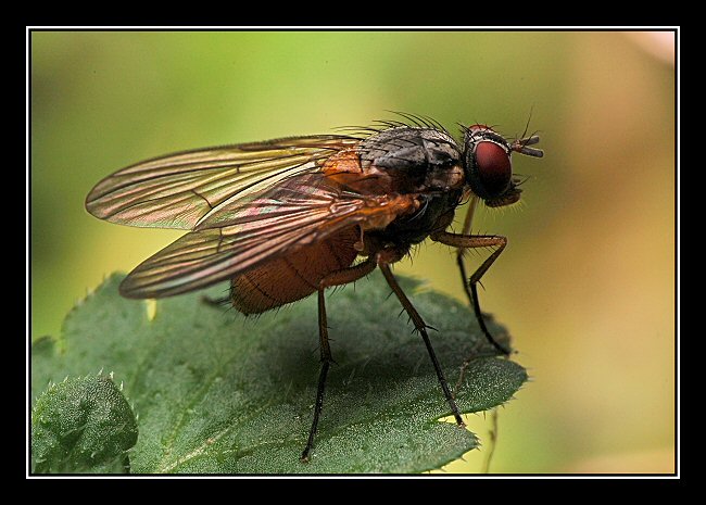 Mosca