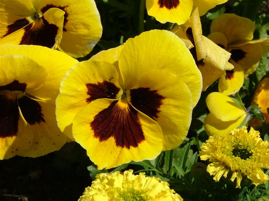 Fiore 1