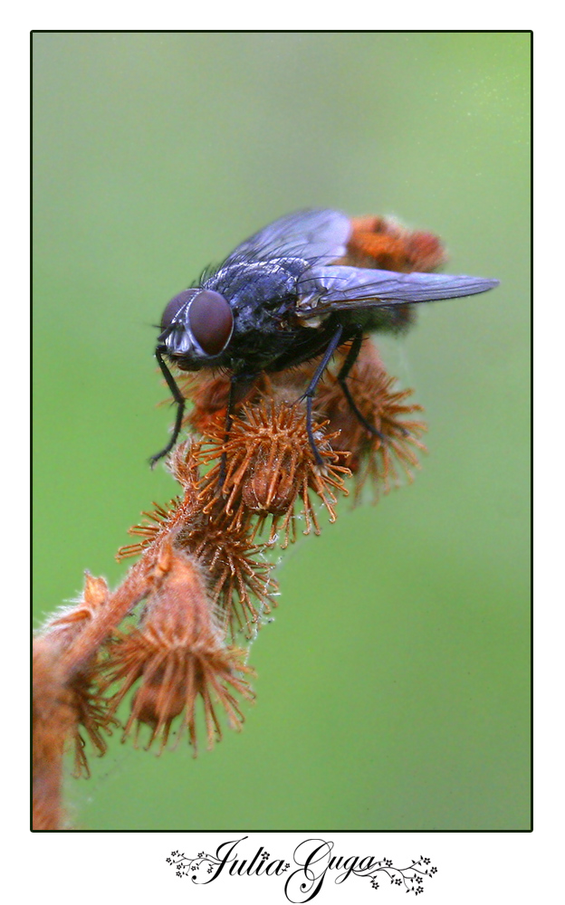 mosca