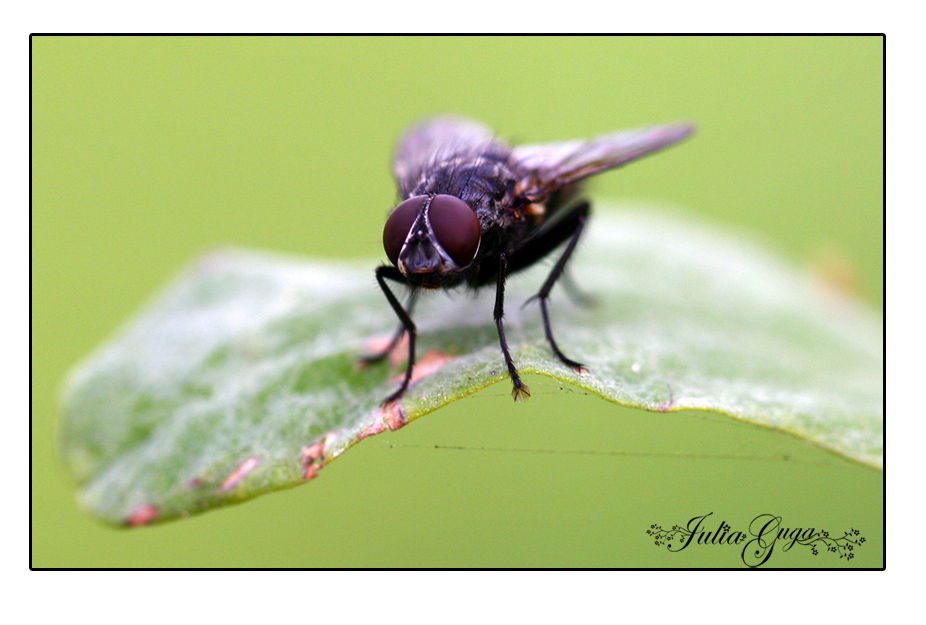 mosca 4