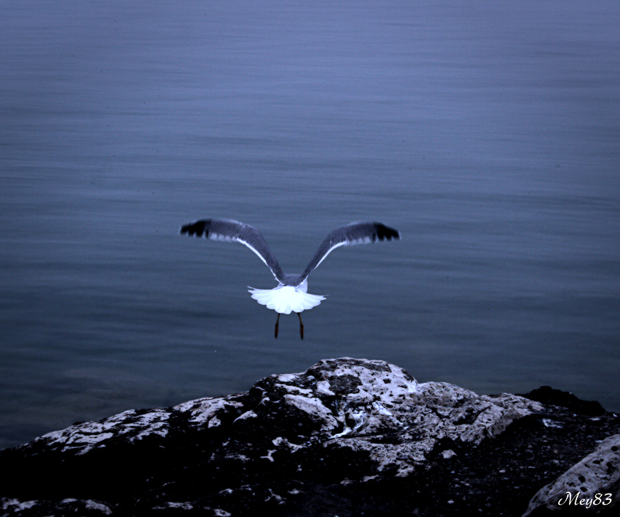 Nel Blu