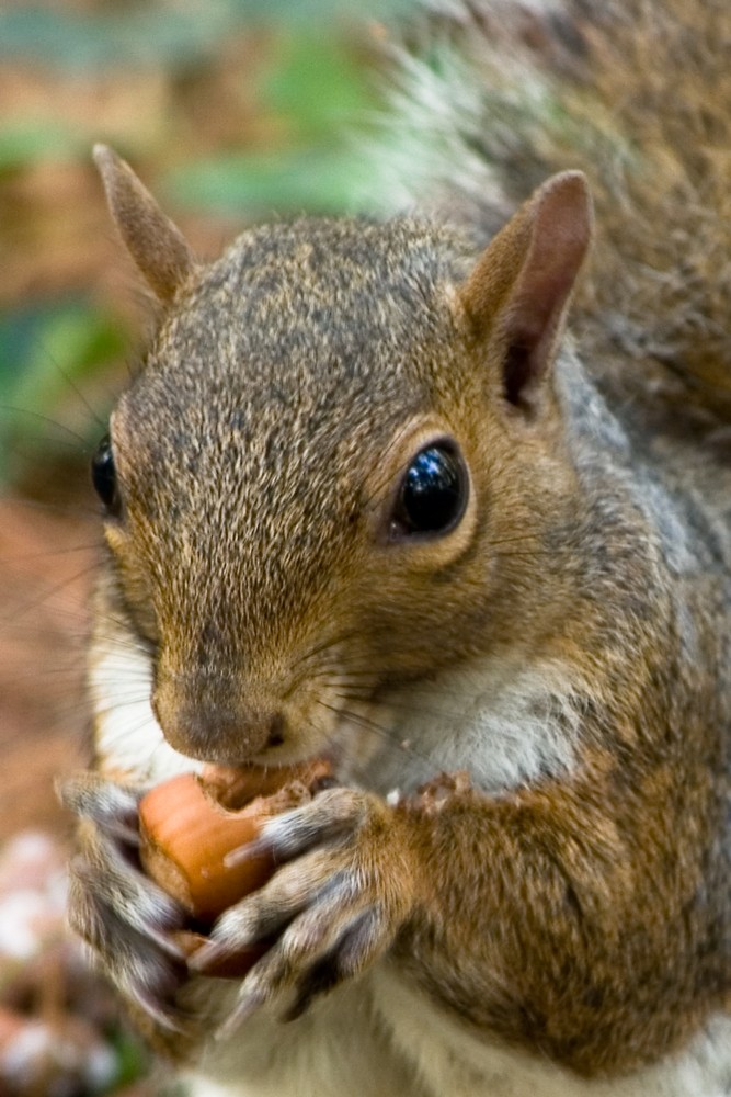 natura2