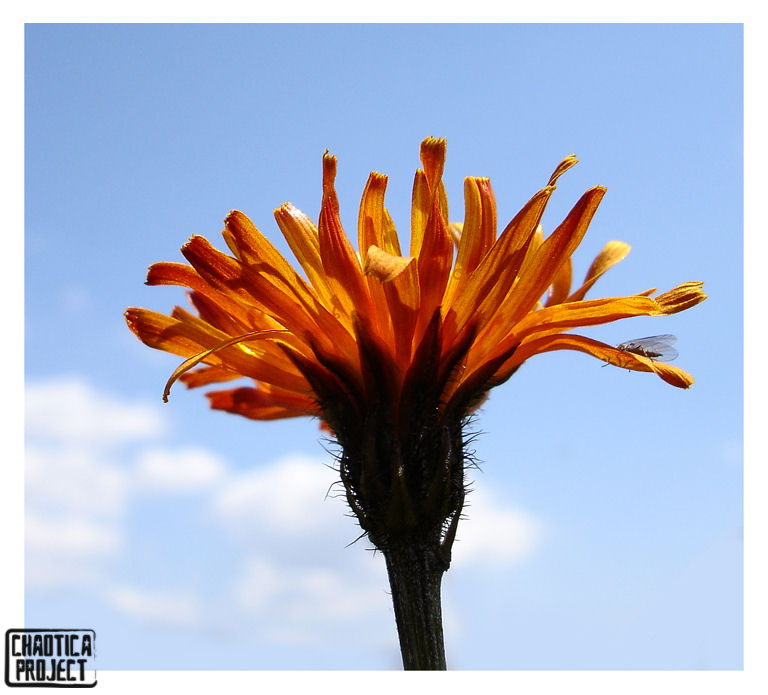 FLOWER - 2ND