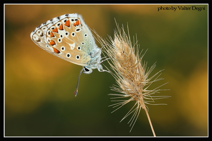 Semplice farfalla