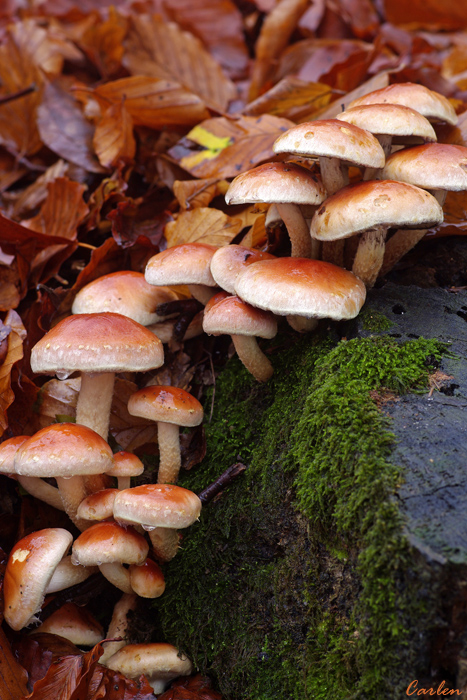 Funghi
