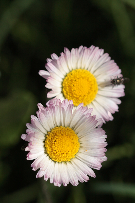 margheritine novembrine