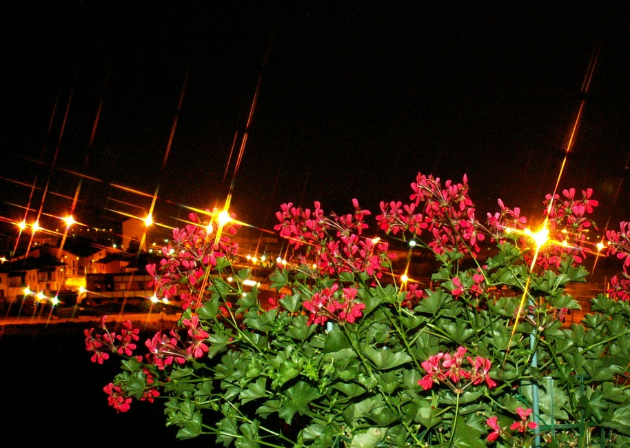 Fiori e lucicchii