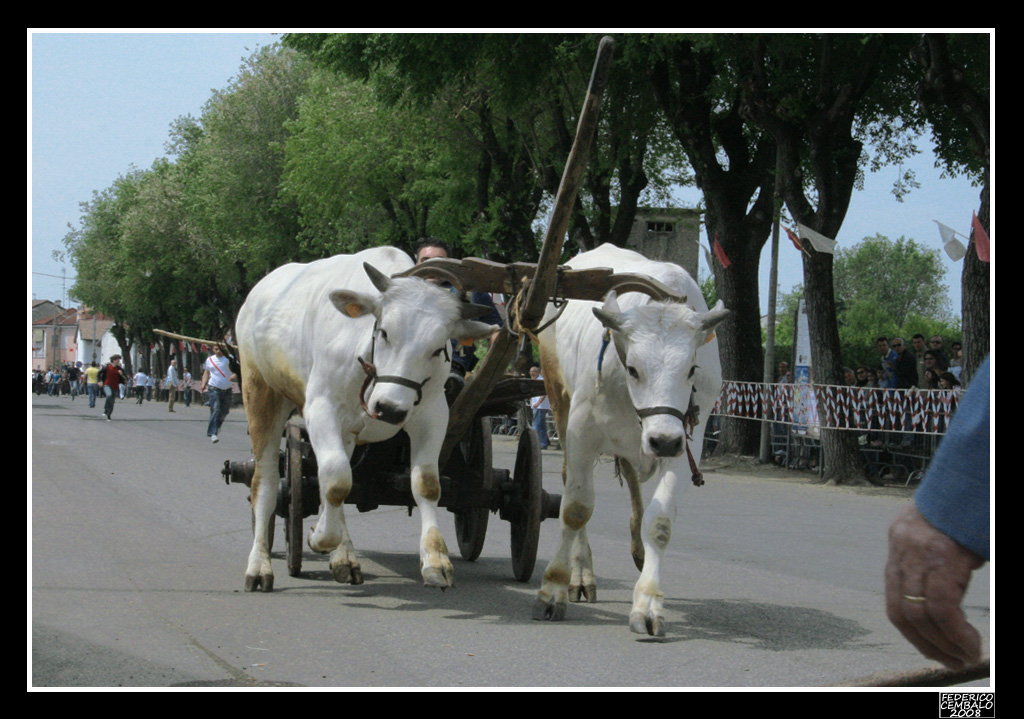 Corsa dei Buoi