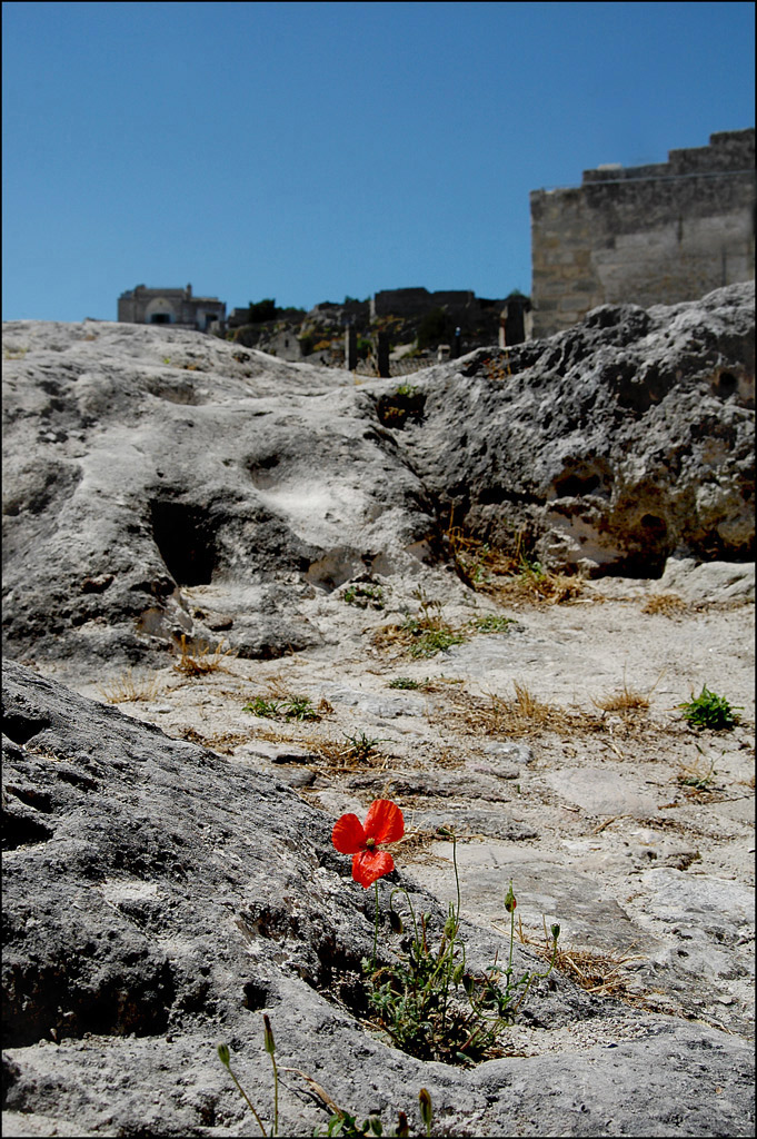 ...il fiore tra i sassi...