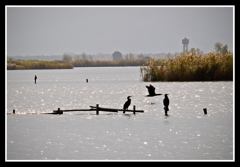 Massaciuccoli