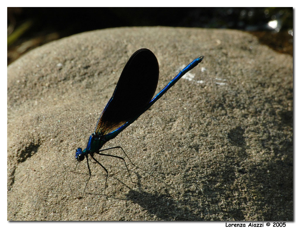 Damigella blu