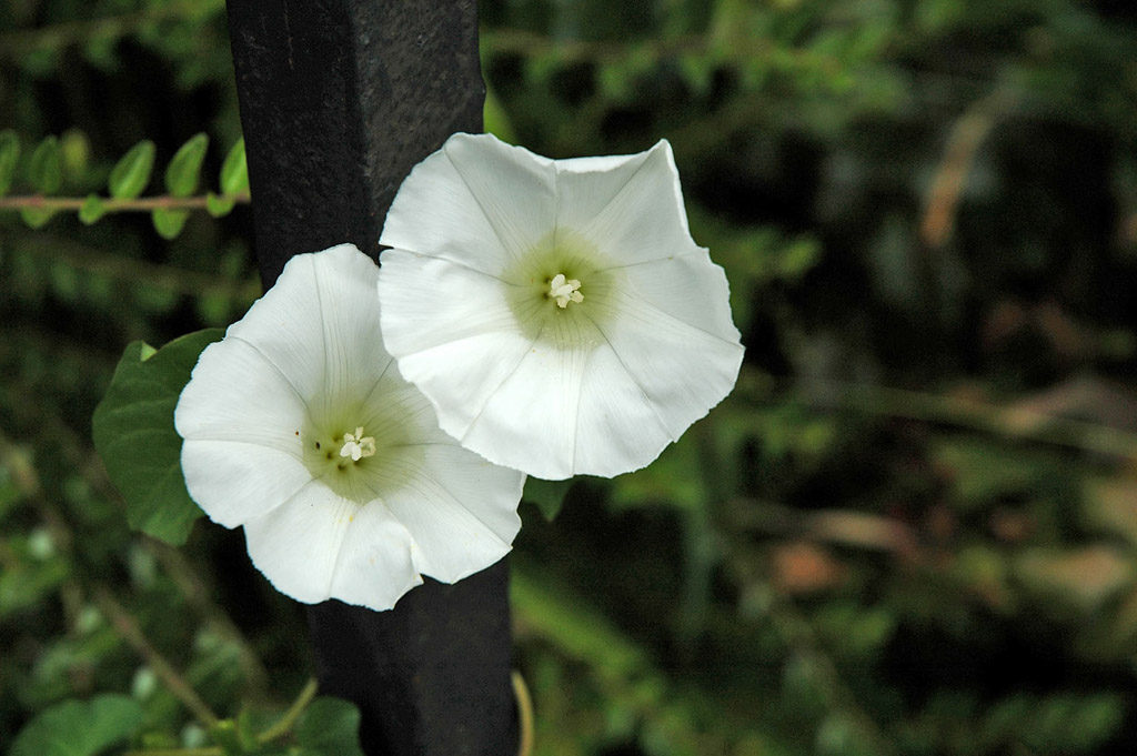 fiori bianchi