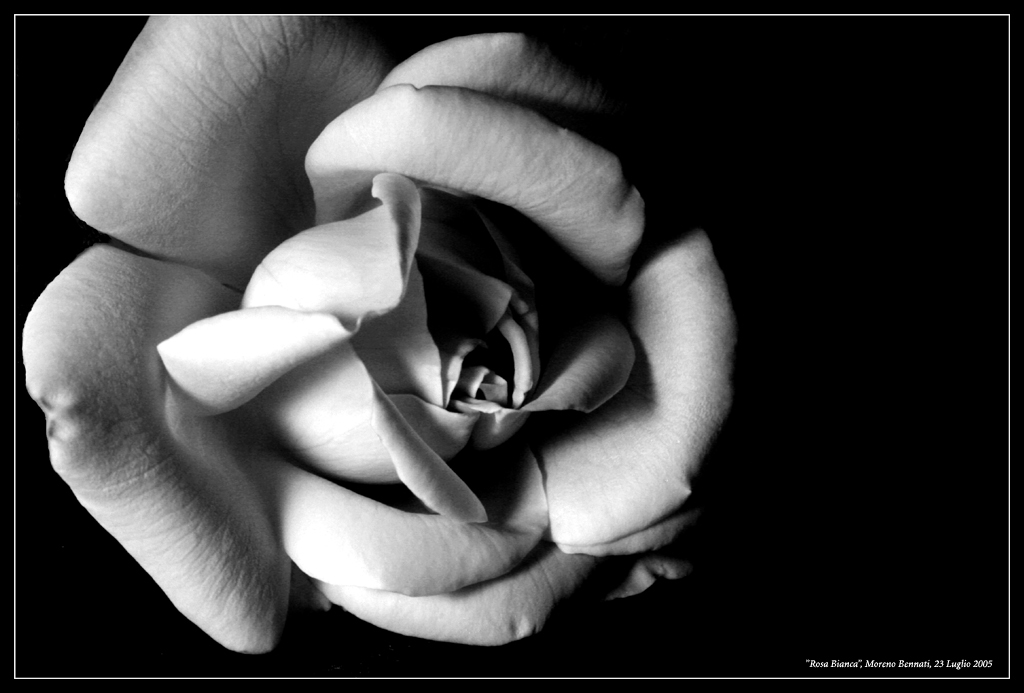 Rosa in bianco e nero